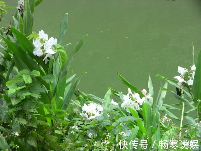 这花盛开似白蝴蝶翩翩飞舞,可惜只有农村才有,城里人花钱买不到
