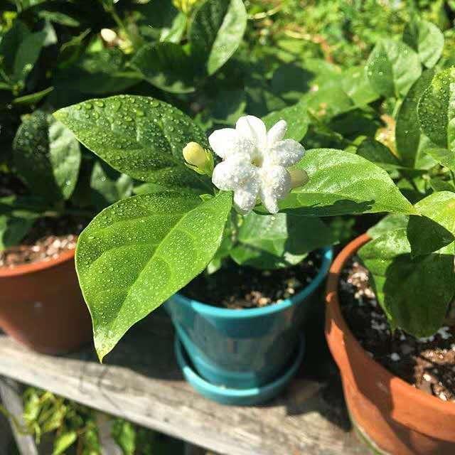 栀子花茉莉花最爱“酸水”,半个月来一次,疯狂开花也没黄叶