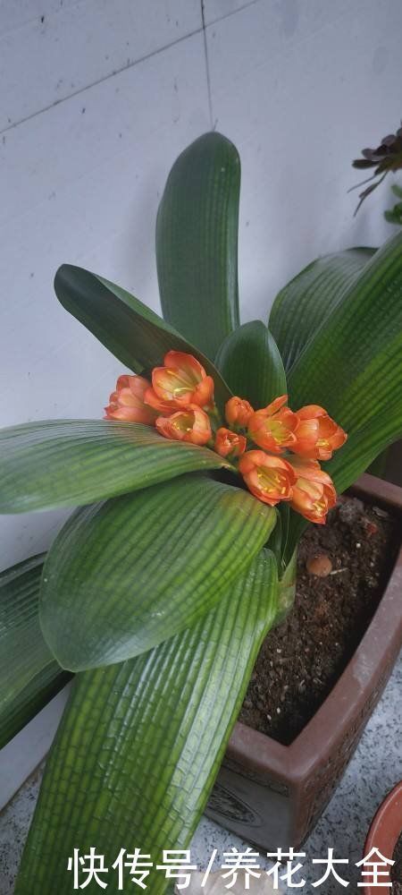 微酸性|君子兰叶子越长越小,搬到太阳地儿使劲晒,叶子油亮翠绿特精神