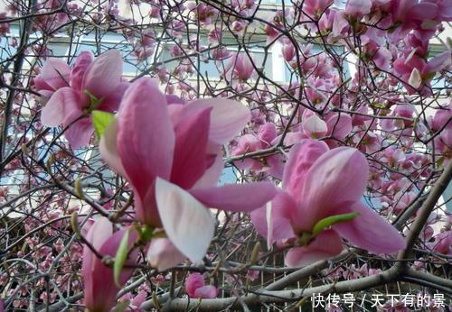 种花|有个院子别只会养月季花，种下3种花，皮实好养开花旺，做法高