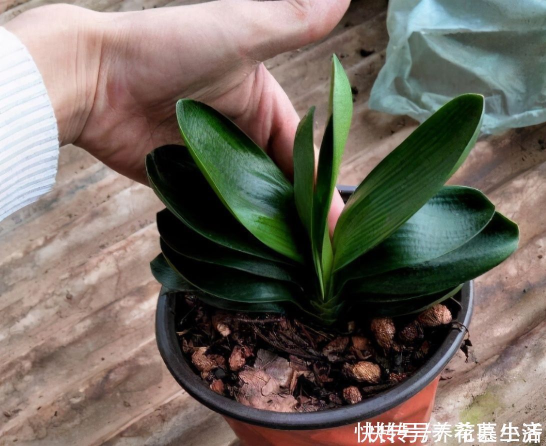 黄豆|黄豆养花当花肥,最佳使用方法有“2种”,快速吸收,促进生长