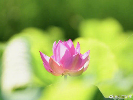 夏日|北京夏日你最想和谁一起赏荷