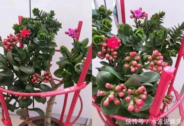 长寿花|长寿花和玉树“联姻”,半年成“老桩”,养出五颜六色的“花树”