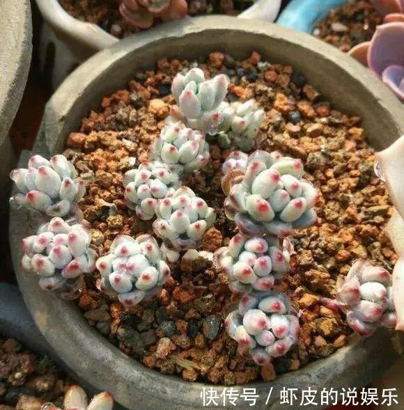 蜂窝煤种多肉,比颗粒土好用,疏松透气,10天根系长满盆