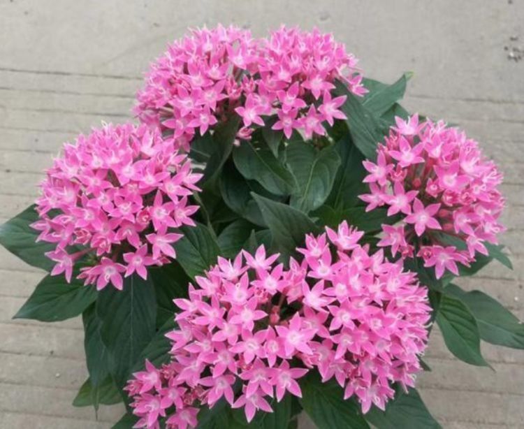 开花期|养花就养个花期长的,花大色艳,越晒开花越多