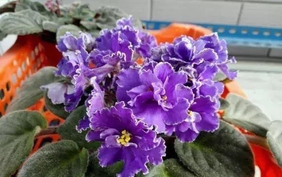 大岩桐|养2种花“吉祥”花,不要掏冤枉钱,1叶子插土里,冒出一圈土豆根