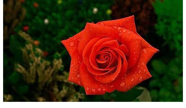 天宫|近期内,缘分和桃花任由指挥,真爱降临,收获一生幸福的四大生肖