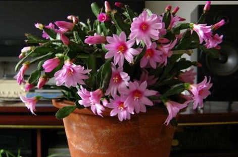 1种花,比蟹爪兰还漂亮,比仙人球还好养,1节枝条,轻松养爆盆!