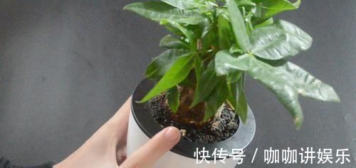 养花怎么补偿营养水 用它泡一泡浇花, 浇过的花油绿直冒芽, 很实用