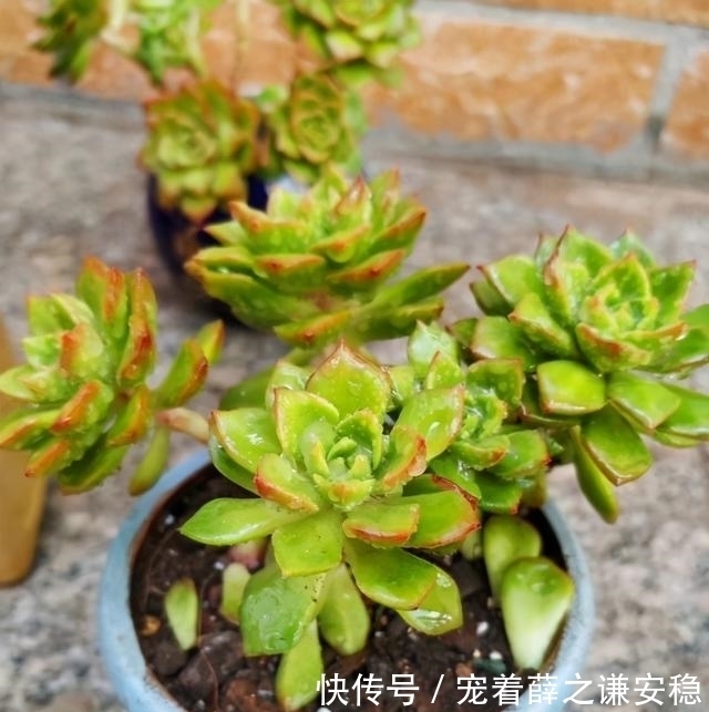 封闭阳台养多肉,很容易徒长,别再养景天科肉肉了,试试这一种
