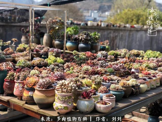 爱多肉,爱生活,我们是一群快乐的养肉人!