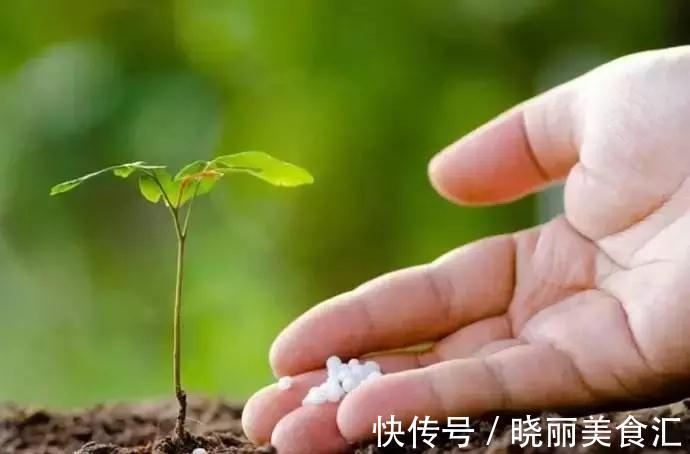 刚买的花说死就死,因为你没有做好这11点养花细节