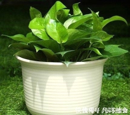 成功将仙人球叶仙嫁接一起,成品非常漂亮,园艺家出千元购买