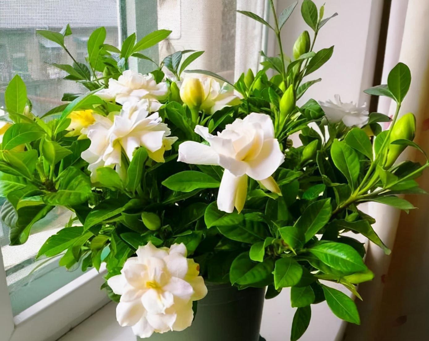 做好这5件事,栀子花在你家也能养好,叶子油绿,开花爆盆