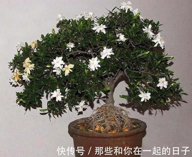 这3种“盆景”个子虽小,却香飘十里,除螨抗菌,客厅最好养1盆!