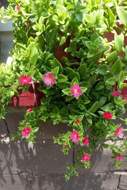 口红花|最受欢迎的8种吊兰,每一种都特别爱疯长,挂起来能变窗帘!