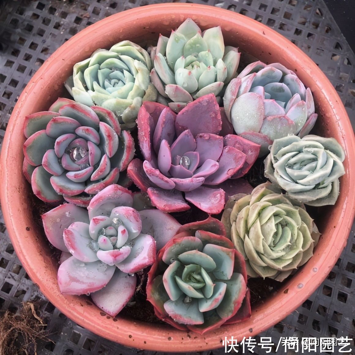 春季来临，多肉开始蹿花箭，尤其是法师，花箭第一时间剪掉