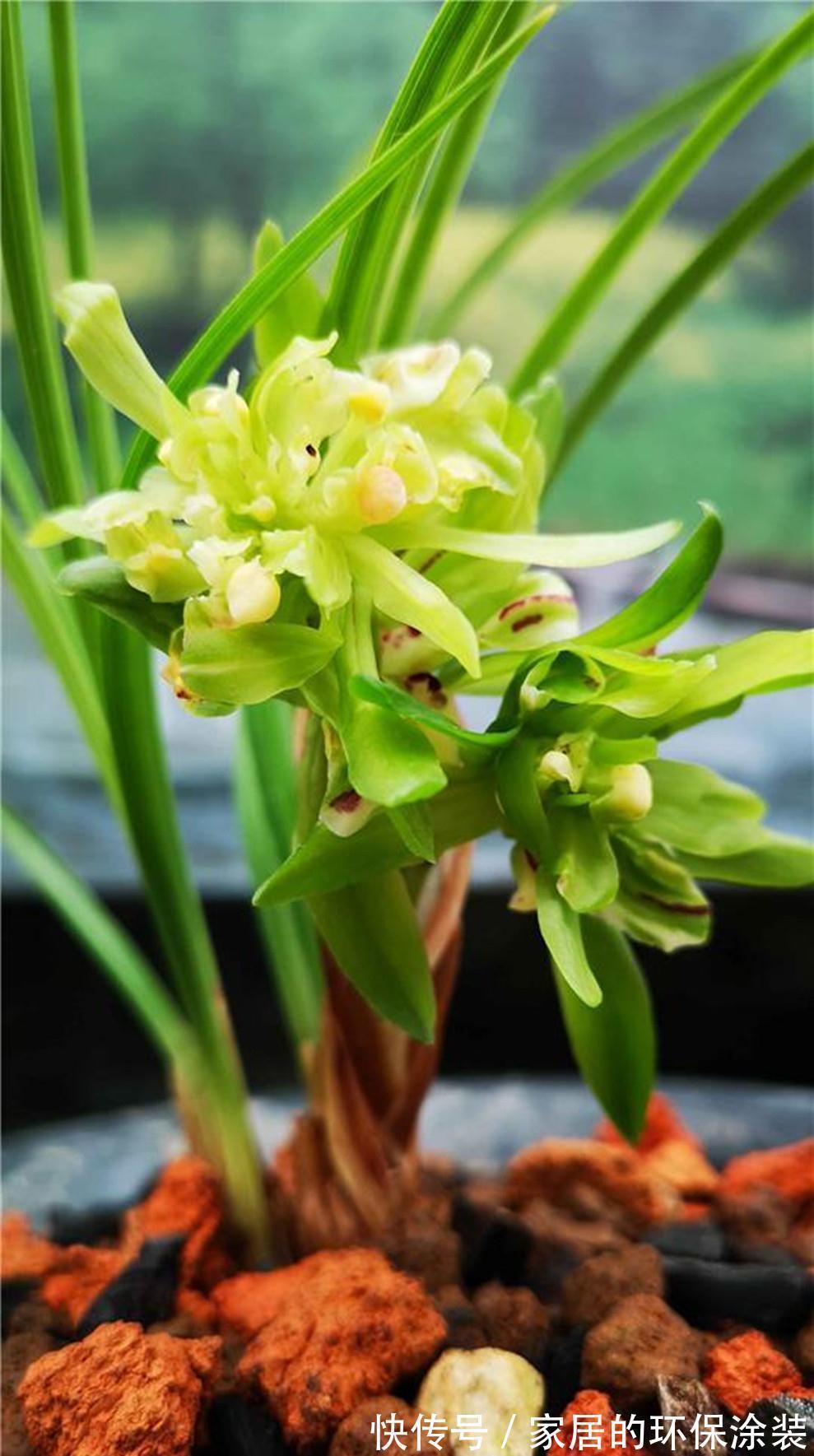 香王|此兰被誉为香花之王,兰香浓烈,花型奇特,入手不后悔