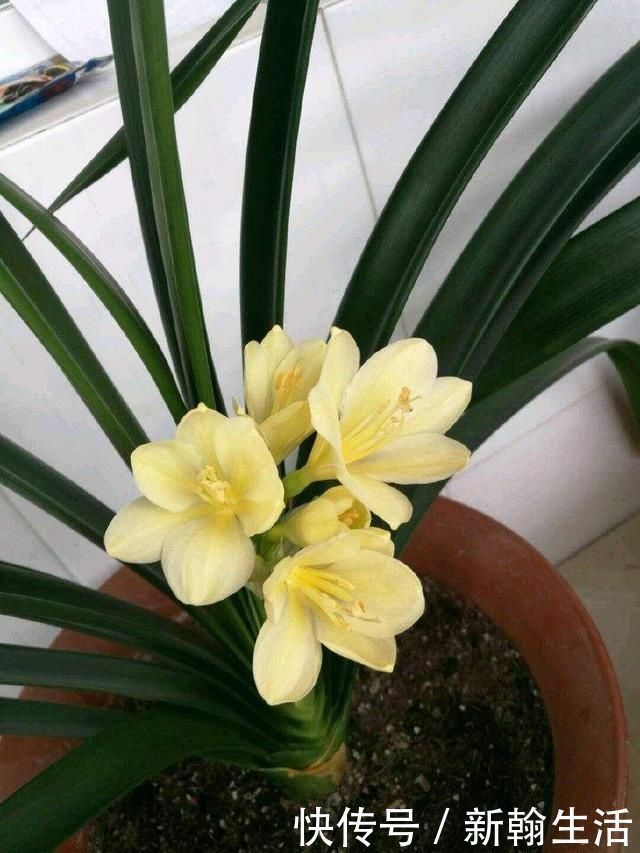 养君子兰浇水“别多手”,少做个动作,不烂叶、不烂根,花苞直冒