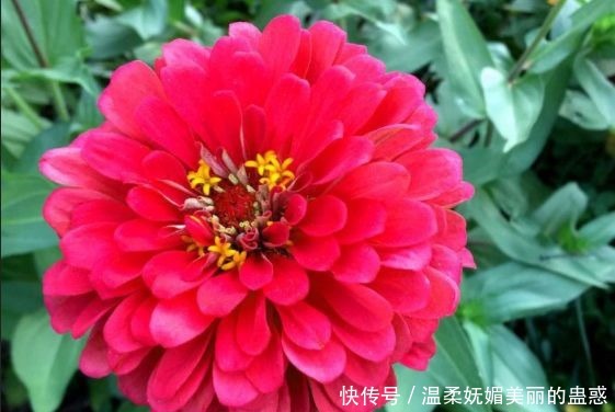 喜欢菊花,就养盆“优良名菊”绿朝云,花似惊鸿起舞,晶莹碧绿