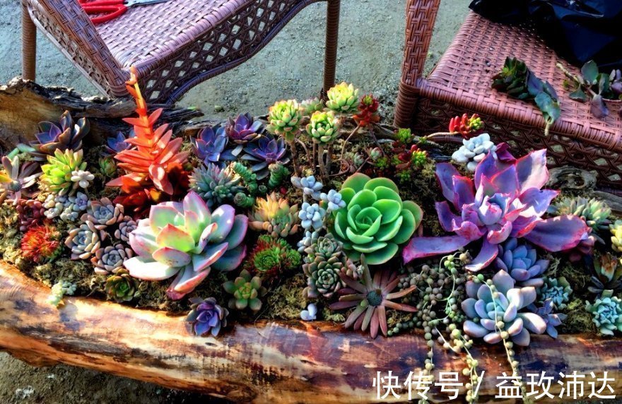 这些“花盆”真漂亮,创意十足还不花钱,“破烂”可别再扔了