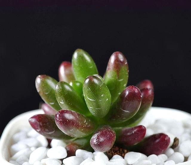 多肉植物“叶子”缺水有4个“信号”,学会一种,养多肉很简单!