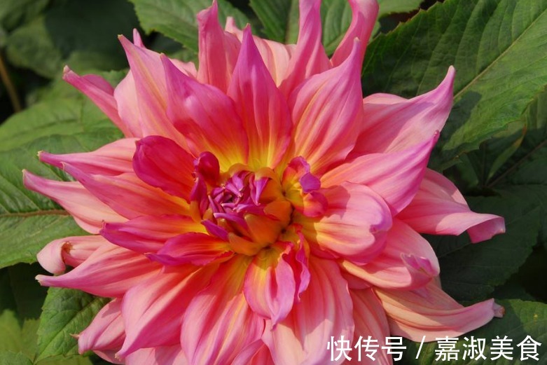 此花,被誉为“开花机器”,比芍药好看,比牡丹好养,花开180天