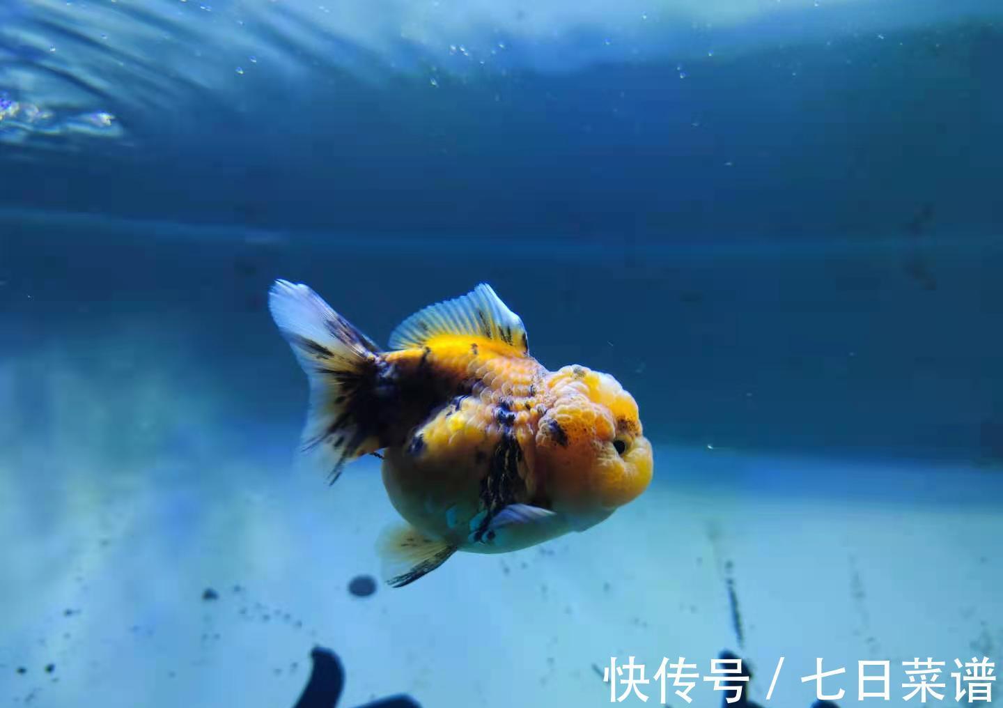 毛病|饲养金鱼容易出现哪些问题,为什么说金鱼的毛病可不少?