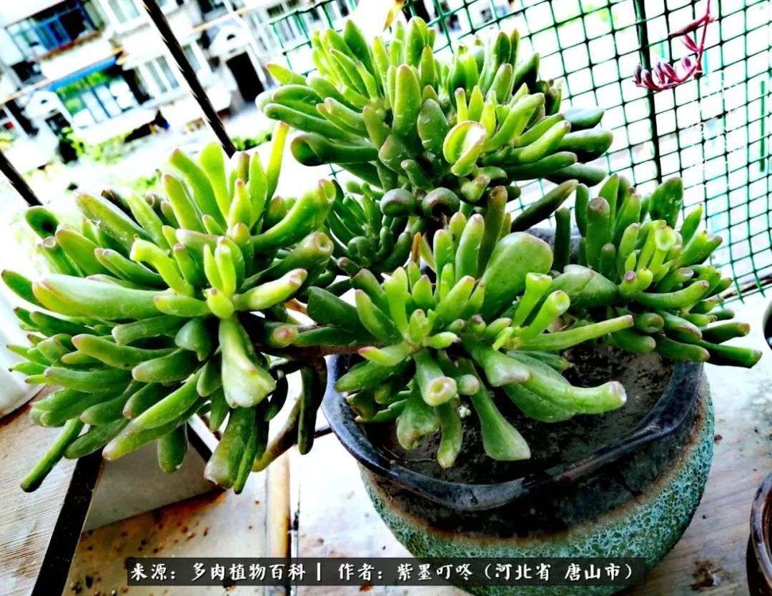 疗愈|从平凡中寻找美感，从噪杂中寻找宁静——多肉给予我的心灵疗愈！