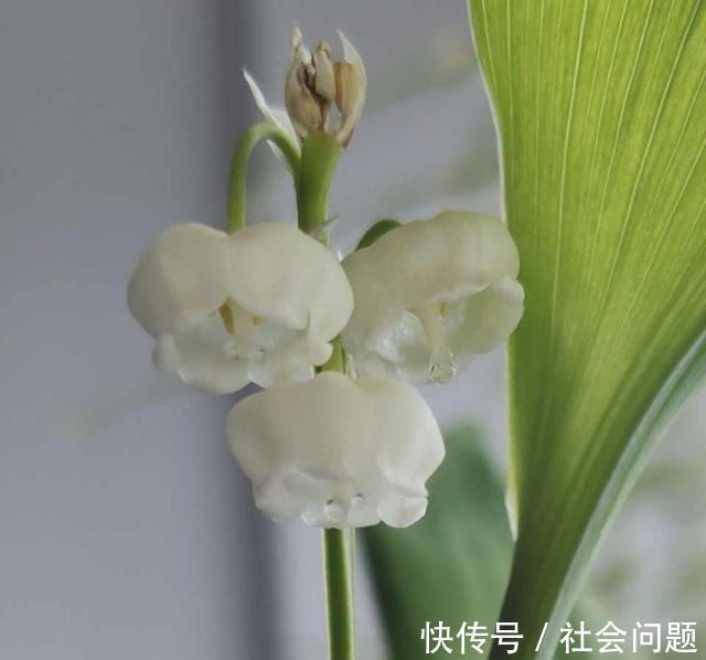 清新|卫生间异味大,放3种小盆栽,耐阴好养,空气清新