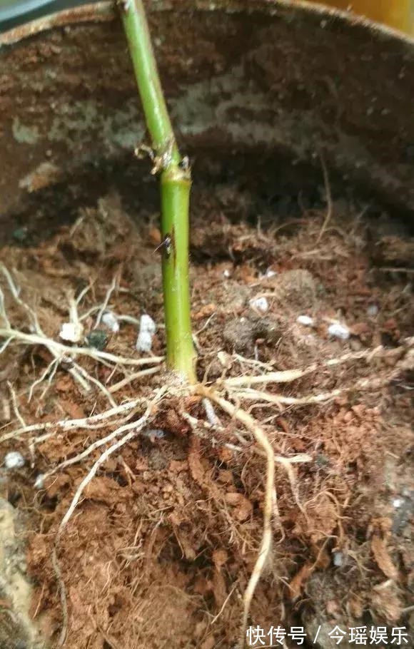 2种扦插法，插什么活什么，养花人都要会，新手也能做得好！