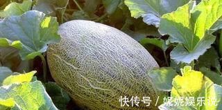 清肺|它是尼古丁的天然“解药”,老烟枪常吃, 清肺润肺,肺病不来扰