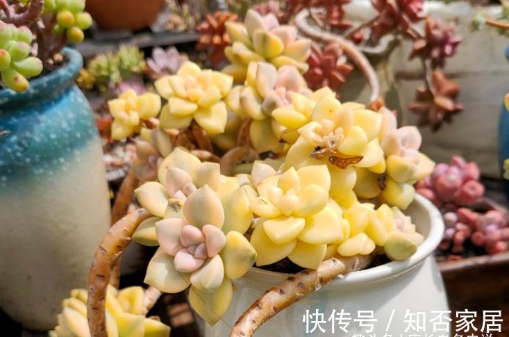 多肉长新叶，老叶片不消耗，原因大概有3种，能保证两点就别管它