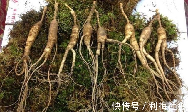 灵芝|4种“名贵中药”做盆景,一养就是30年,土豪出价“5万”都不卖!