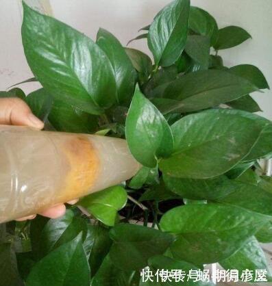 淘米水中加点“料”，成为“万能水”，养花浇一点，啥花都旺