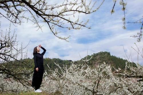 大足观音岩李花节2月28日开幕