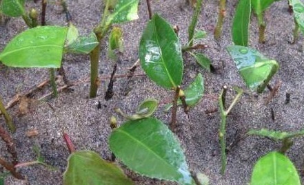 生根|元旦前,3种树赶紧掐一枝插土里,10天大白根呼呼冒!