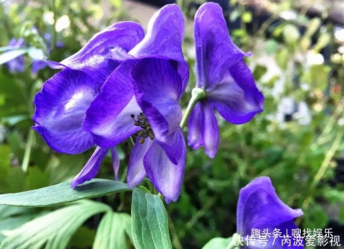 此花姿态妖娆，紫色的花朵呈现出神秘而高贵的色彩，颇为耀眼夺目