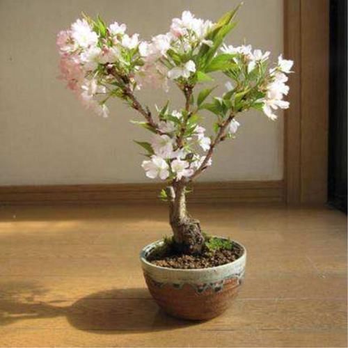 苗盆栽|老祖宗传下的手艺,用树桩做盆景,极其珍贵,还不来一盆