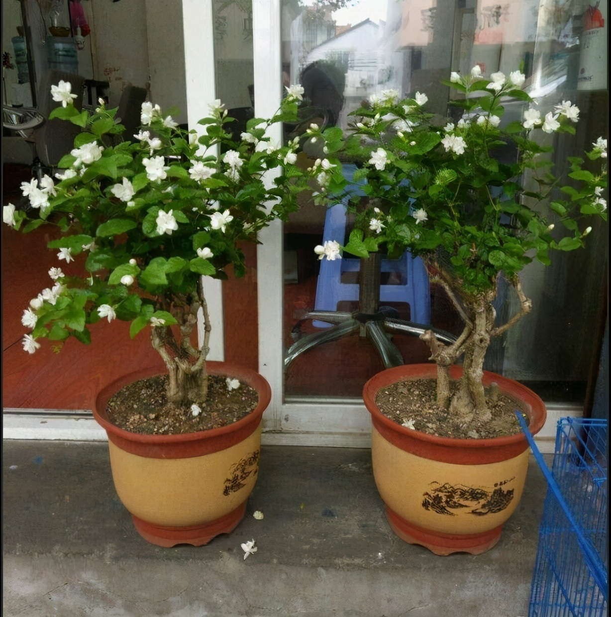 家里养盆“杀菌”花,精神轻松又清香,老中医经常养,错不了