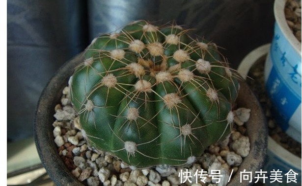 眩美玉|一种开花十分勤快的仙人球,栽下不久即开花,多箭齐发超级漂亮