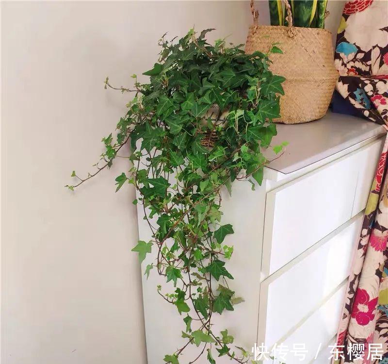 7种健康花，建议至少养一盆，格调高净化能力强，很实用