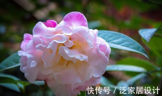 香雪兰|秋天种花，3种要晚种，3种要早种，你知道分别是哪3种吗