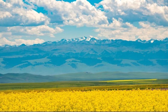 老年|三月是属于油菜花的季节,国内这些油菜花美景地你去过几个?