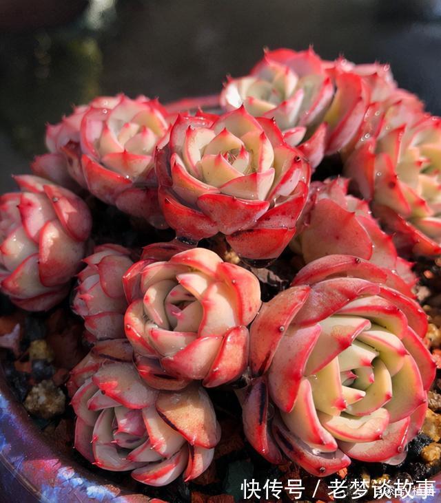 不要嫌弃奶油黄桃状态不好,接下来把5点做好,爆盆,上色不用愁