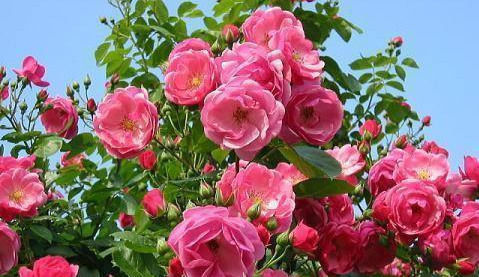 这五种花可以四季常开，一养就爆盆，而且常盛不衰，绝对不容错过