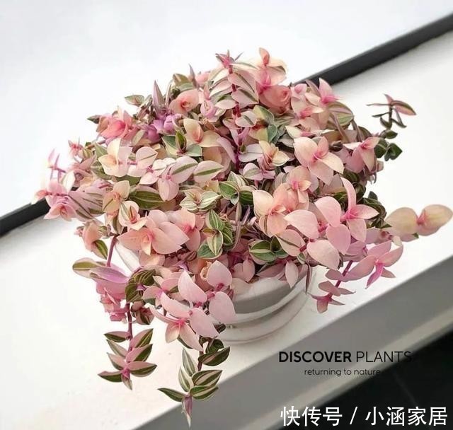 婚礼|12月养油画婚礼吊兰,做好这几点,叶子美成一幅画,漂亮极了!