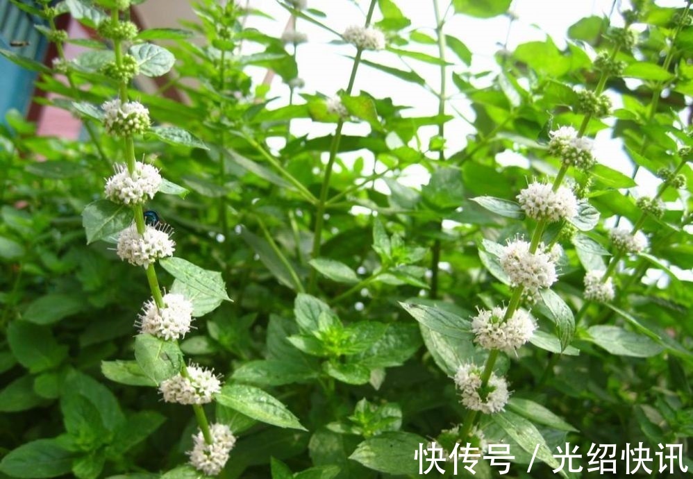 水葫芦|家庭养6种花“要当心”，容易出现“生物入侵”，天天起来要清理