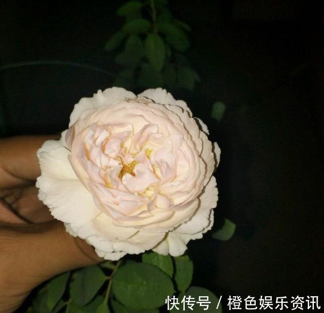 细数10种狼牙棒月季,怕刺的可绕道