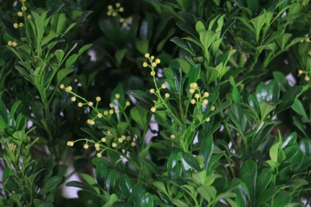 5度以下，常见的21种花必须断水，不然都烂根了